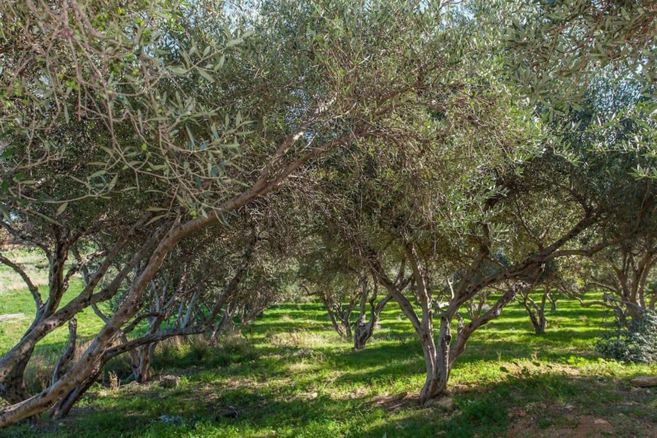 Olive Tree Farm 200m From The * Episkopi-Chania