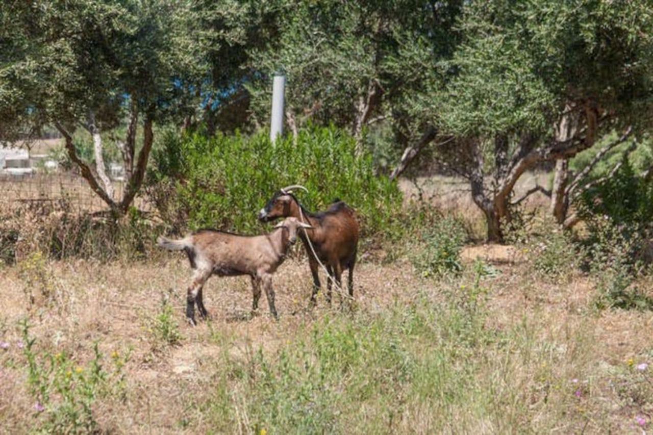 Olive Tree Farm 200m From The Hébergement de vacances *