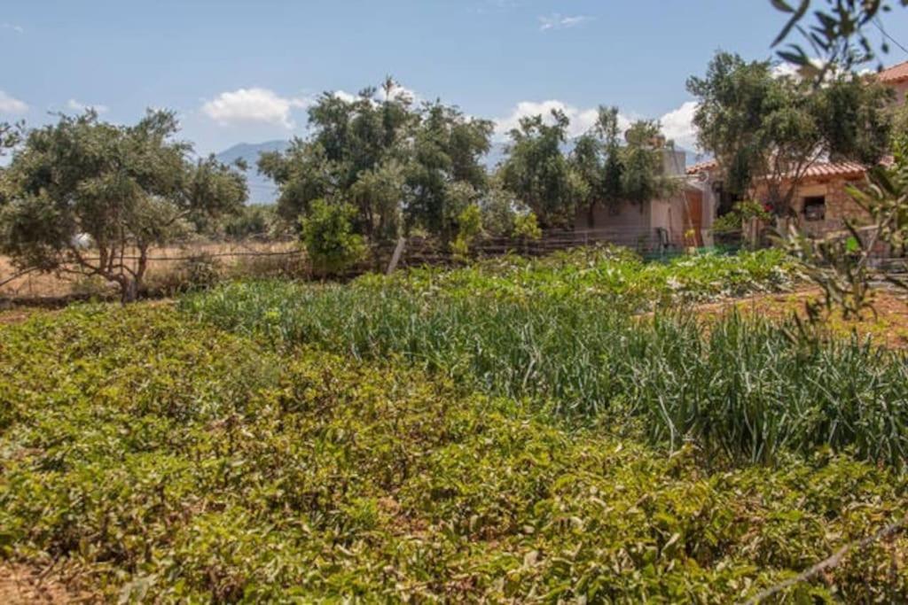 Holiday home Olive Tree Farm 200m From The Episkopi (Rethymno)