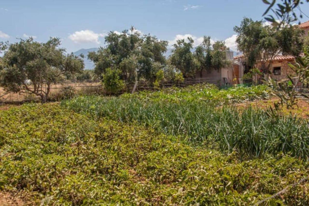 Olive Tree Farm 200m From The Holiday home *