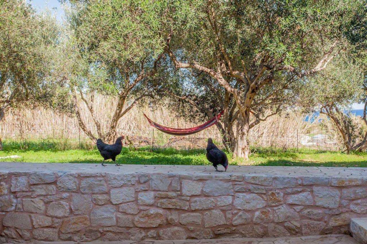 Olive Tree Farm 200m From The *